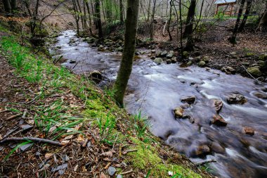 Manzaralı ada nehri Ilsenburg, Harz, Almanya ormanlarından akıyor.