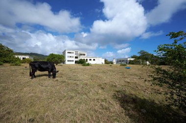 Ormandaki beyaz bir binanın alçak açılı görüntüsü