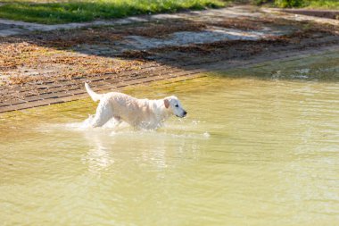 Suda koşan Labrador Retriever