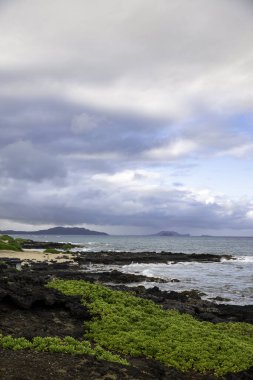 Waikiki, Hawaii, ABD 'de mavi bulutlu gökyüzünün altında kayalık bir sahil manzarası.