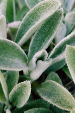 Kuzu kulak bitkisinin tam kare görüntüsü.