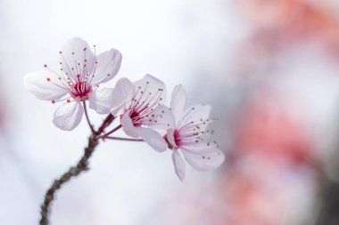 Bulanık arkaplanda kiraz çiçeklerinin yakın plan çekimi