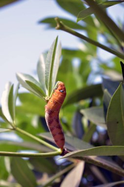 Sarı bir tırtıl dalda sürünüyor.