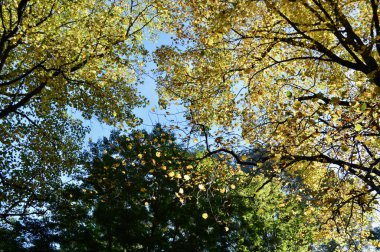 Avustralya 'nın Mavi Dağları' ndaki Wilson Dağı 'nda sonbahar yaprakları