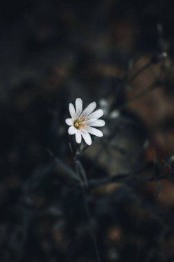 Bahçedeki beyaz çiçeğin seçici odak noktası.