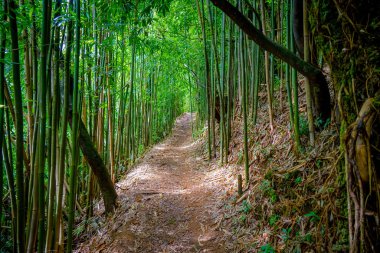 Manoa Falls, Oahu, Hawaii 'deki Bambu Ormanı Yolu.