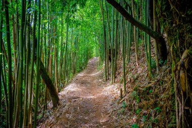 The Bamboo Forest Trail in Manoa Falls, Oahu, Hawaii clipart
