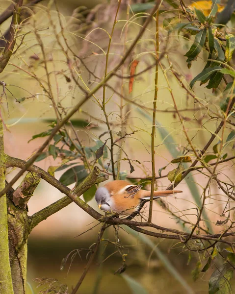 Bearded Tit Reedling Panurus Biarmicus Perched Willow Tree Branch — 图库照片