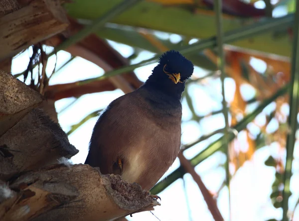 Plan Rapproché Oiseau Voie Commune Perché Sur Des Frondes Séchées — Photo