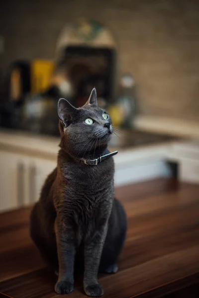 Eine Vertikale Nahaufnahme Der Russischen Blauen Katze Die Gemeinhin Nur — Stockfoto