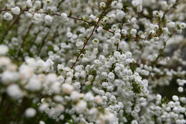 Closeup Shot Beautiful White Spirea Flower Blossom Tree Green Garden — Stock Photo, Image