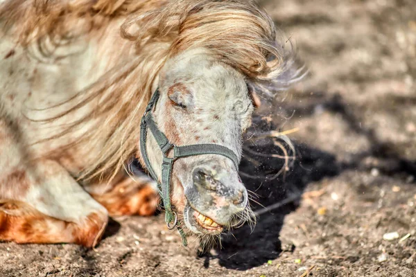 Gros Plan Poney Miniature Des Shetland Couché Sur Sol Ferme — Photo