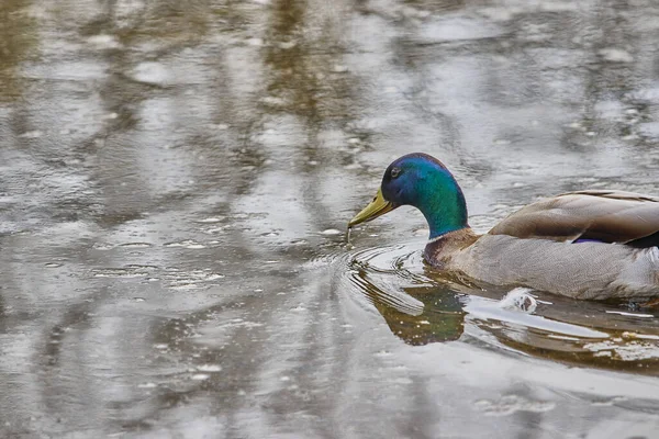 Eine Nahaufnahme Einer Niedlichen Ente Die Einem See Schwimmt — Stockfoto
