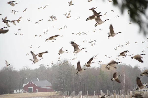 Sisli Bir Günde Kırsal Alanda Uçan Bir Kuş Sürüsü — Stok fotoğraf