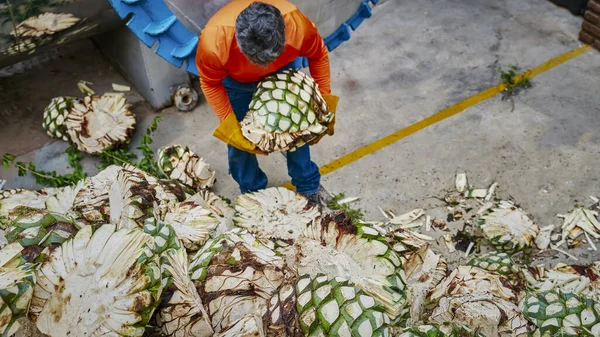 Man Piling Agave Oven Ready Steam — Stock fotografie