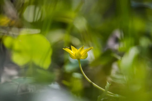 自然の中でぼんやりとしたボケを背景に 小さな花を咲かせる黄色の花のクローズアップ — ストック写真