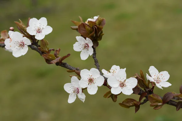 Eine Flache Aufnahme Weißer Kirschblüten Sakura Auf Einem Zweig — Stockfoto