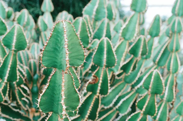 Closeup Shot Green Cactus Tree — Stock Photo, Image