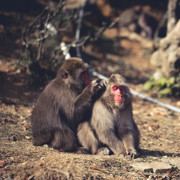 Sebuah Gambar Indah Dari Dua Monyet Luar Ruangan Kyoto Jepang — Stok Foto