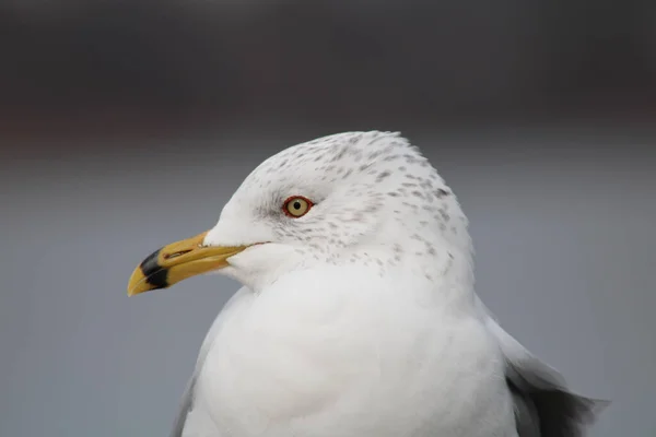 Портрет Обычной Чайки Larus Canus Желтым Клювом Расплывчатом Фоне — стоковое фото