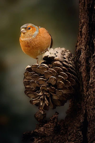 Ein Vertikaler Flachfokus Eines Buchfinks Fringilla Coelebs Auf Einem Kiefernzapfen — Stockfoto