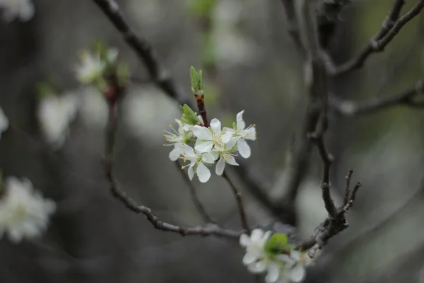 Selective Focus Shot White Blossoms Tree — Φωτογραφία Αρχείου