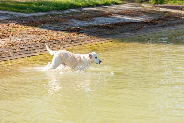 Labrador Retriever Loopt Het Water — Stockfoto