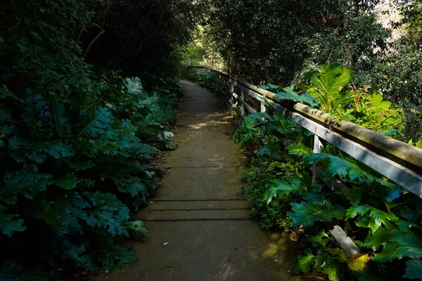 Scenic View Pathway Handrail Dark Green Plants Trees Sunlight — Stock Photo, Image