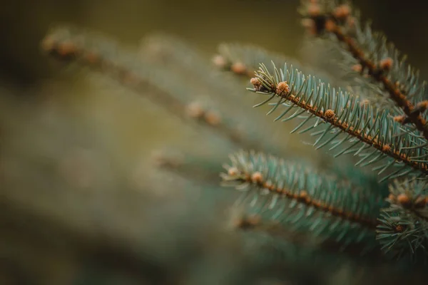 Gros Plan Branches Épinette Bleue Dans Jardin Avec Fond Flou — Photo