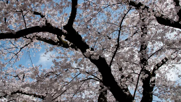 Uma Árvore Sakura Florescente Kanagawa Japão — Fotografia de Stock