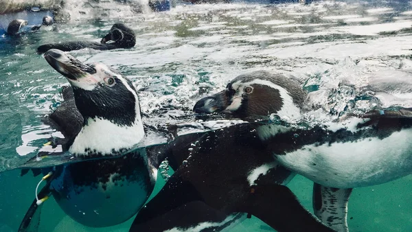 Eine Nahaufnahme Von Entzückenden Pinguinen Die Wasser Hunstanton Großbritannien Schwimmen — Stockfoto