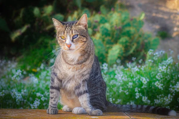 Seekor Kucing Tabby Duduk Tanah Taman — Stok Foto