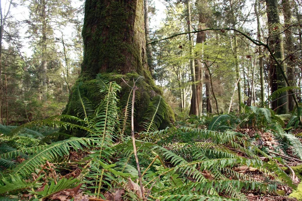 森の大きな木の前の地面に落ちた長いシダの葉の低角度ショット — ストック写真