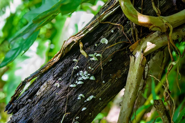 Closeup Shot Fungus Tree Manoa Falls Oahu Hawaii — Stock Photo, Image