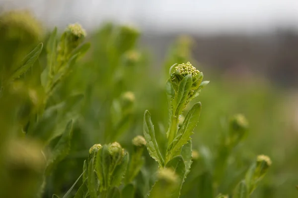 Bulanık Arka Planda Bazı Yeşil Bitkilerin Yakın Plan Çekimi — Stok fotoğraf