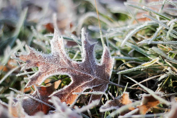 霜で覆われた落ち葉のクローズアップショット — ストック写真