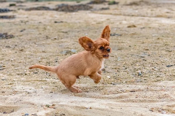 A dog cavalier king charles, a ruby puppy playing on the beach
