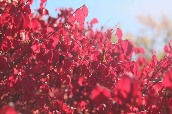 太陽の下で赤い葉を持つ低木の選択的な焦点ショット — ストック写真