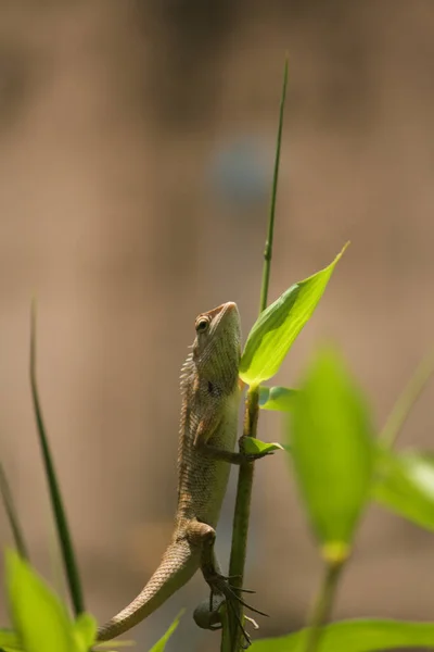 Ein Chamäleon Hält Sich Garten Bambussprossen Fest — Stockfoto