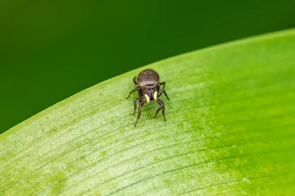 Koppar Sol Hoppare Heliophanus Cupreus Vacker Spindel Ett Löv — Stockfoto