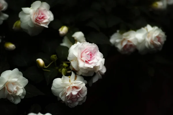 Eine Nahaufnahme Von Rosa Rosen Vor Dunklem Hintergrund — Stockfoto