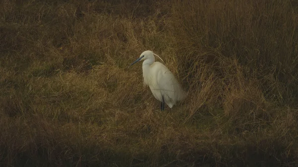 Una Gran Garza Reserva Natural Frampton Marsh Wyberton Inglaterra Reino — Foto de Stock