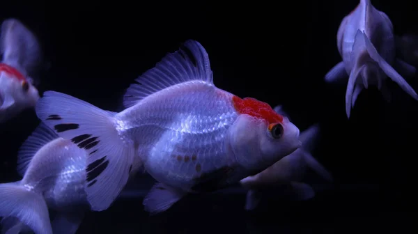 Gros Plan Poissons Rouges Dans Aquarium Sombre Sur Fond Noir — Photo