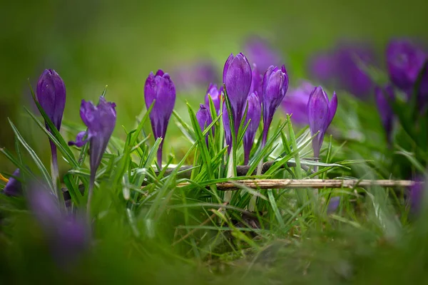 Eine Nahaufnahme Lila Krokusse Einem Garten — Stockfoto