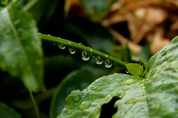 Eine Nahaufnahme Von Grünen Blättern Die Mit Wassertropfen Bedeckt Sind — Stockfoto
