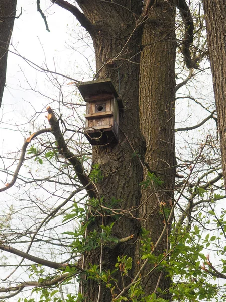 Bird House Hanging High Tree — Stock Photo, Image