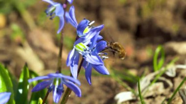 Bahçedeki mavi çiçekte küçük bir arının yakından görüntüsü.
