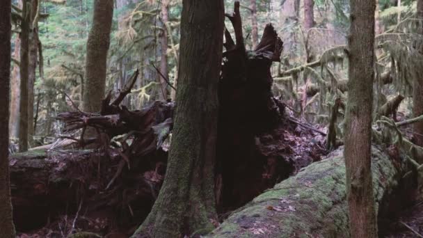 Detailní Záběr Starých Lesů Cathedral Grove Forest Vancouver Island Britská — Stock video