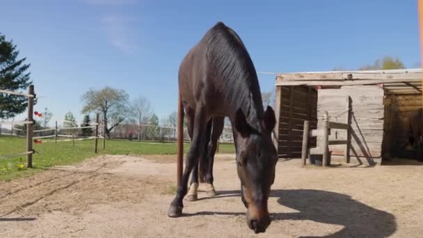 オランダの晴れた日にドレンテの農場で馬の放牧 — ストック動画