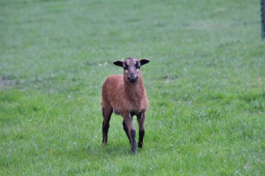 Çimenlerde yürüyen bir Kamerun koyununun yakın çekimi.
